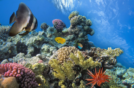 热带鱼在红海珊瑚礁