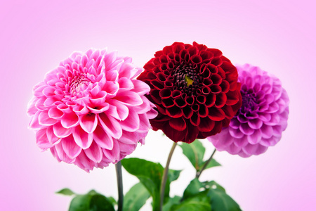 孤立在粉红色的背景上的三个美丽菊花