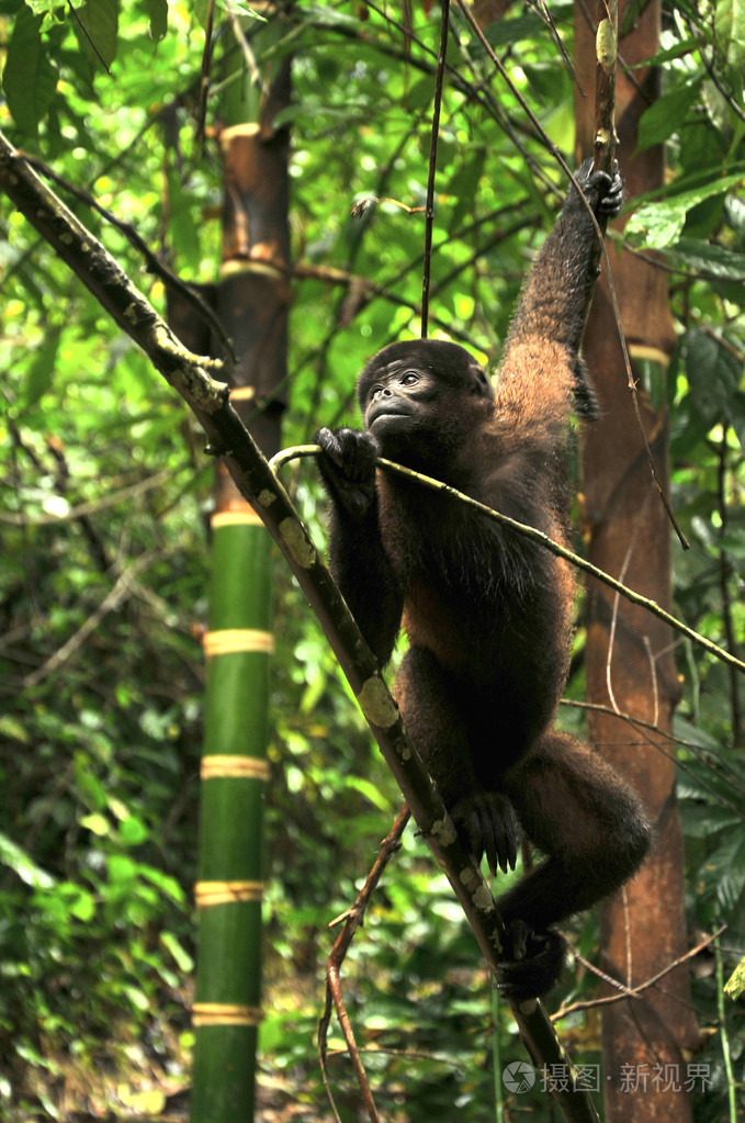 毛猴子在厄瓜多尔的亚马逊河河堤上坐照片-正版商用图