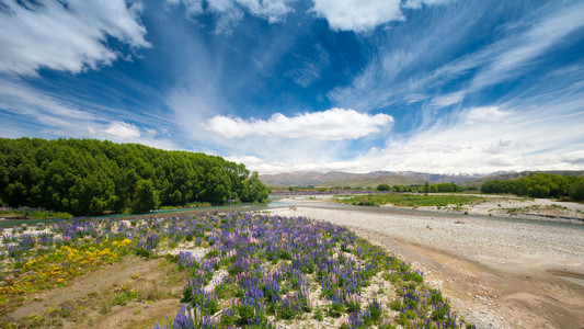 美丽的景色和戏剧性云在新西兰南岛的七彩羽扇豆花园景观