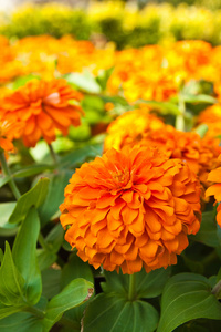 花园里的橙色百日草花