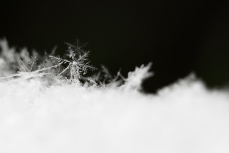 雪花在白雪中