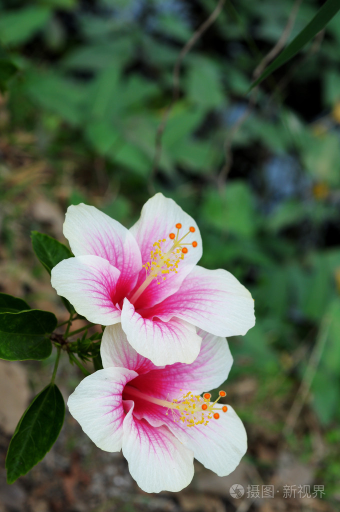 红芙蓉花