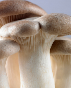 孤立在白色背景上一个蘑菇的特写