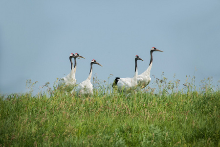 起重机自然保护区丹顶鹤在齐齐哈尔扎龙湿地组