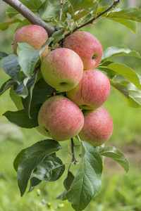 苹果果园树上的苹果