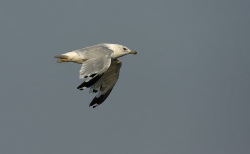 ringbilled 鸥 黑 delawarensis