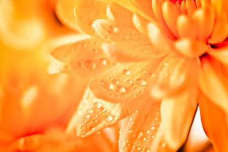 密切起来的黄色花翠菊雏菊图片