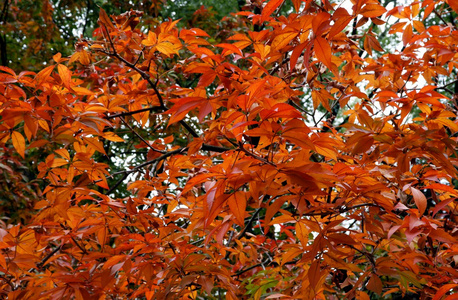 红叶的马板栗树在秋天