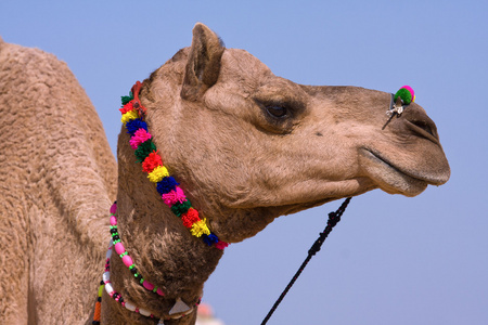 在普什卡公平 拉贾斯坦邦 印度的骆驼