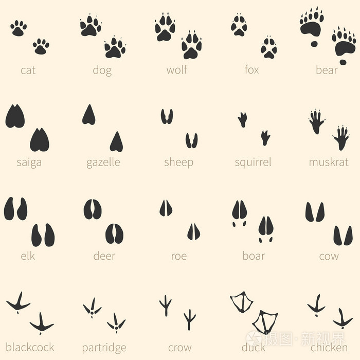 向量组的20动物脚印图标