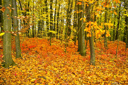 秋天的森林在树上的红橡树叶子