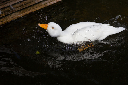 白鸭是笔锋在沼泽中