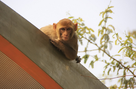 恒河猴的一个公共汽车站，新德里屋顶上