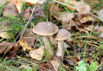在森林里的两个牛肝菌蘑菇