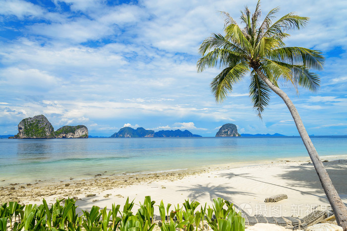 椰子树和在倪岛在安达曼岛海滩