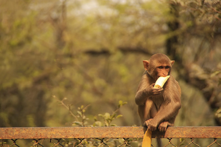 年轻猕猴吃香蕉，新德里