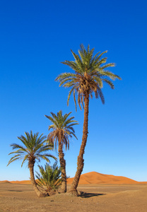 在沙漠中的棕榈树