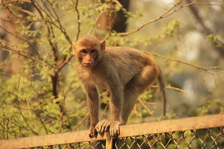 年轻猕猴行走在篱笆，新德里