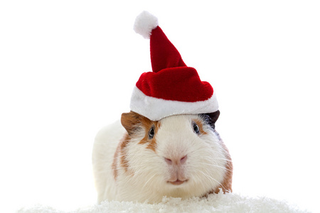 几内亚猪的隔离在白色的圣诞帽子