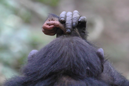 黑猩猩的手