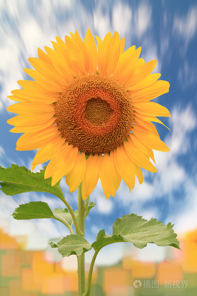 美丽向日葵与明亮的蓝天