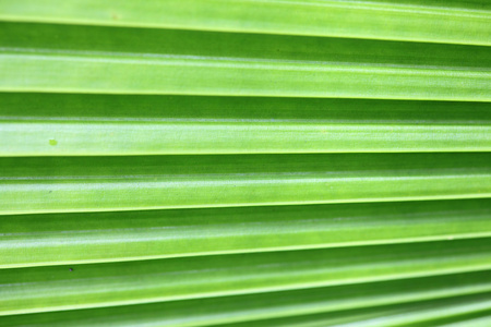 线条和纹理的绿色棕榈叶