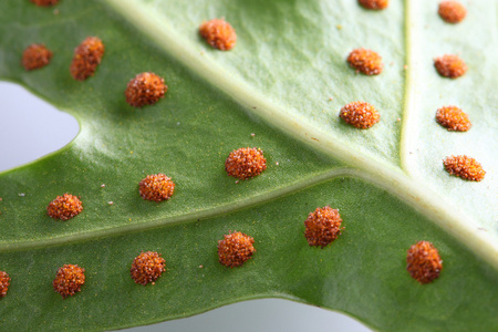 蕨类植物孢子照片