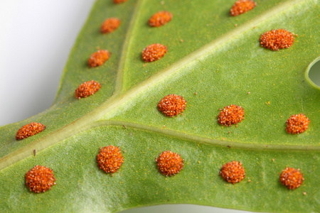 蕨类植物孢子照片