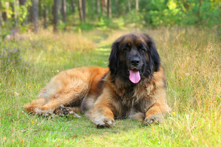 leonberger 狗，室外肖像