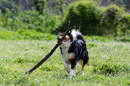 边境牧羊犬在运行