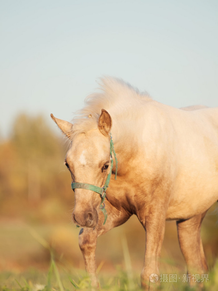 威尔士的小马小马驹在牧场照片-正版商用图片1dfrdq-摄图新视界