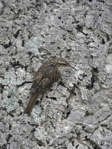 短趾 treecreeper，certhia brachydactyla