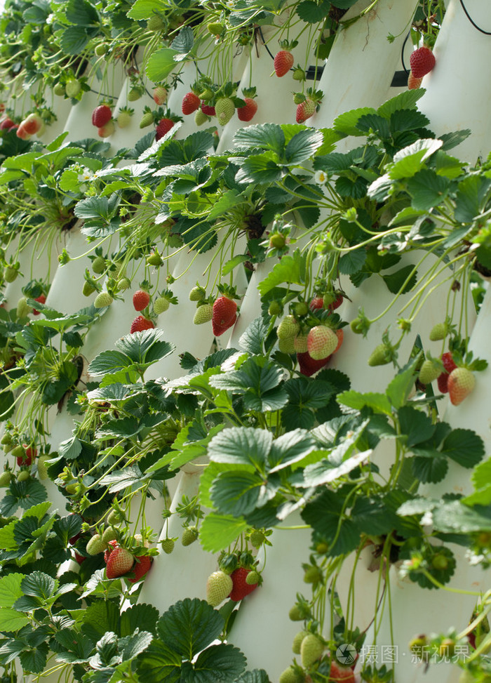 栽草莓葡萄藤