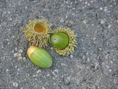 绿色橡子的特写