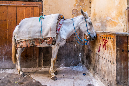 fes 的驴