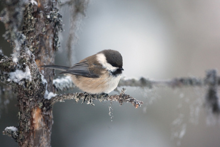 西伯利亚山雀，parus 鲷