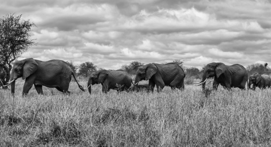 肯尼亚，台达山国家公园 野生非洲大象