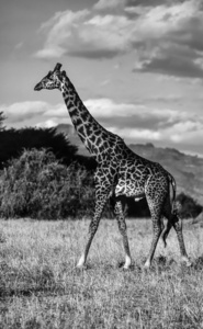 肯尼亚纳库鲁国家公园 长颈鹿