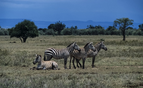 肯尼亚，内罗毕国家公园 斑马组
