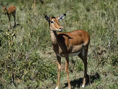 肯尼亚纳库鲁国家公园 汤普森瞪羚