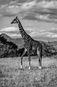 肯尼亚纳库鲁国家公园 长颈鹿