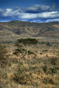 肯尼亚，台达山国家公园，公园的全景视图
