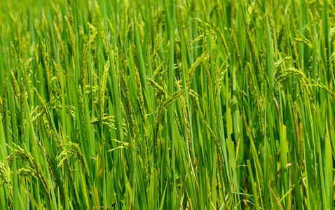 稻田，自然背景