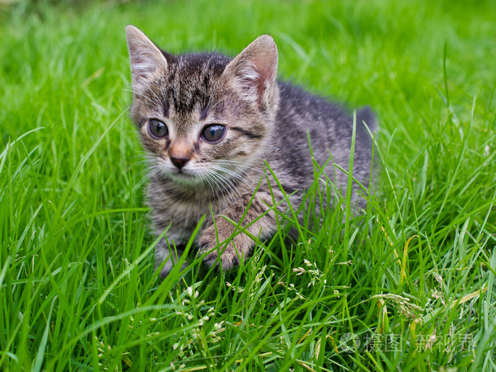 小条纹的小猫狩猎在绿色的草地上