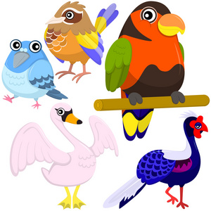 五多彩可爱的鸟类与白色背景