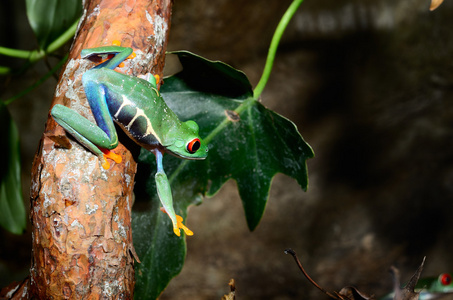 在陆地培养红眼树蛙 agalychnis callidryas