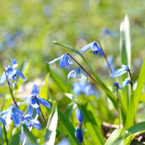 西伯利亚 squill 绵 siberica 特写