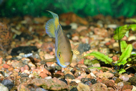 在水族馆淡水沙伊察鱼