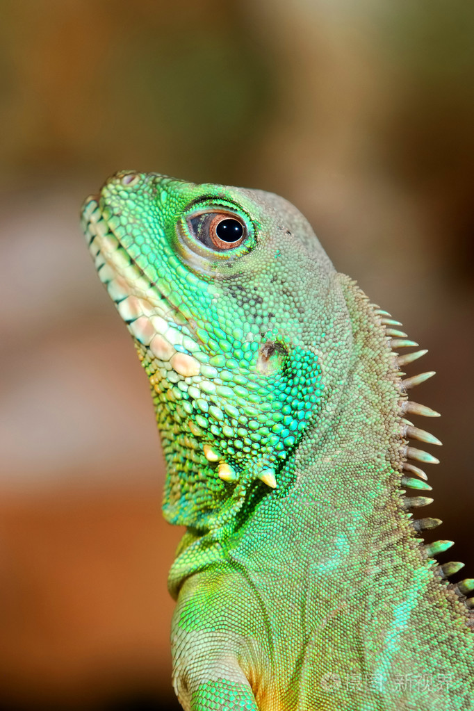 多彩的绿色蜥蜴特写